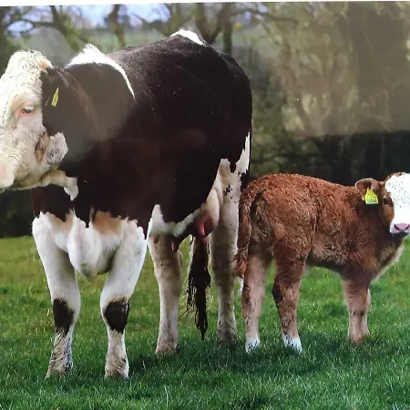 Carey's Bar & Kilkenny Border Oldleighlin