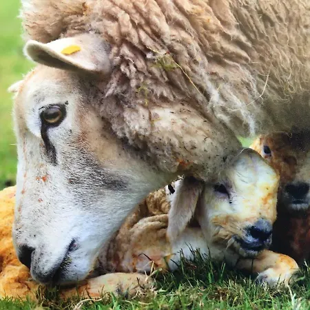 Carey's Bar & Kilkenny Border *