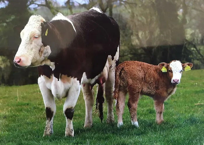 Carey's Bar & Kilkenny Border Oldleighlin