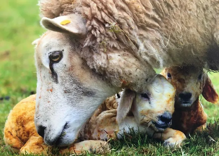 Carey's Bar & Kilkenny Border *